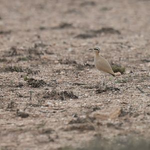 Cream-colored Courser Cursorius cursor