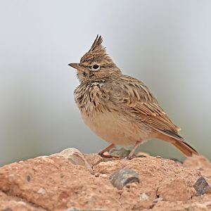 Crested Lark Galerida cristata