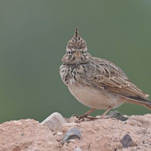 Crested Lark Galerida cristata