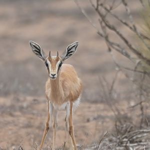 Dorcas gazelle (Gazella dorcas)