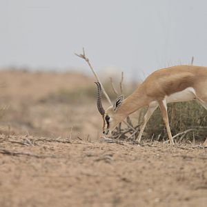 Dorcas gazelle (Gazella dorcas)