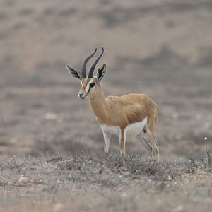 Dorcas gazelle (Gazella dorcas)