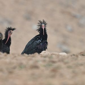Bald ibis (geronticus calvus)
