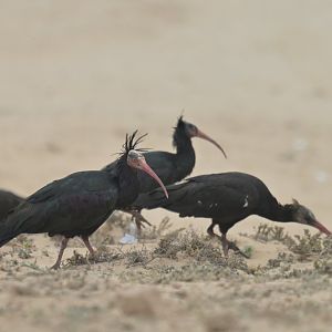 Bald ibis (geronticus calvus)