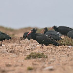 Bald ibis (geronticus calvus)