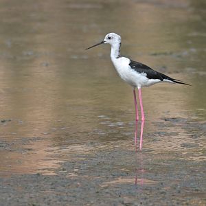 Black-winged Stilt Himantopus himantopus