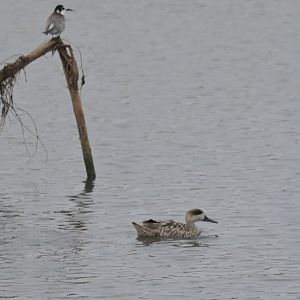 Marbled Teal Marmaronetta angustirostris