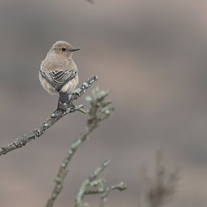 Northern Wheatear Oenanthe oenanthe