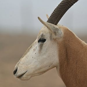 Scimitar oryx (Oryx dammah)
