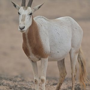 Scimitar oryx (Oryx dammah)