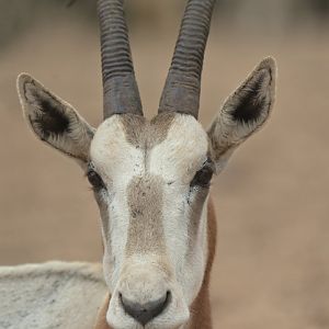 Scimitar oryx (Oryx dammah)