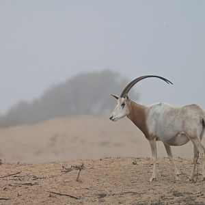 Scimitar oryx (Oryx dammah)
