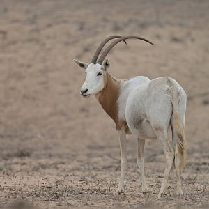 Scimitar oryx (Oryx dammah)