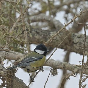 Eurasian Great Tit Parus major excelsus