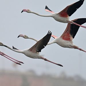 greater flamingo (Phoenicopterus roseus)
