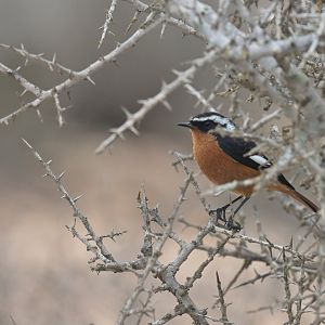 Moussier's Redstart Phoenicurus moussieri