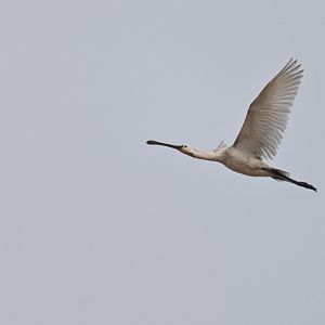 Eurasian Spoonbill Platalea leucorodia