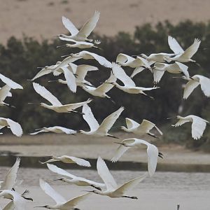 Eurasian Spoonbill Platalea leucorodia
