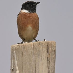European Stonechat Saxicola rubicola
