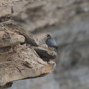 Peregrine Falcon Falco peregrinus