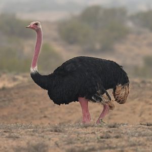 African Ostrich Struthio camelus camelus