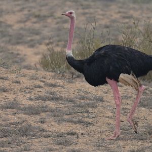 African Ostrich Struthio camelus camelus