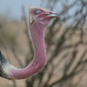 African Ostrich Struthio camelus camelus