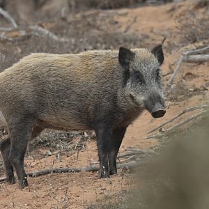 Eurasian boar (Sus scrofa)