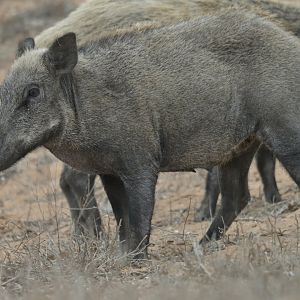 Eurasian boar (Sus scrofa)