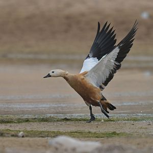 Ruddy Shelduck Tadorna ferruginea