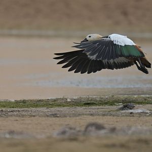 Ruddy Shelduck Tadorna ferruginea