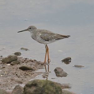 Common Redshank Tringa totanus