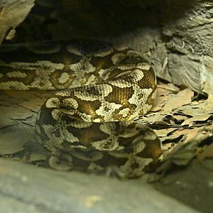 Tropic Zone - Dumeril's Boa (Acrantophis dumerili)