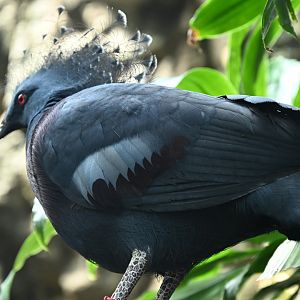 Tropic Zone - Victoria Crowned-Pigeon (Goura victoria)