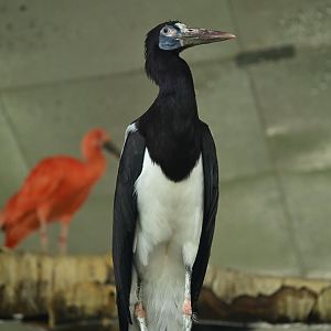 Tropic Zone - Abdim's Stork (Ciconia abdimii)