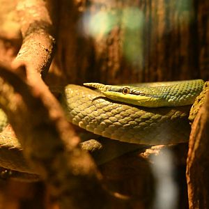 Tropic Zone - Rhino Rat Snake (Gonyosoma boulengeri)