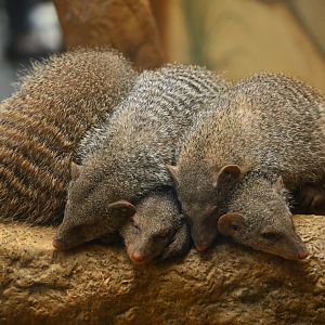 Tropic Zone - Banded Mongooses (Mungos mungo)