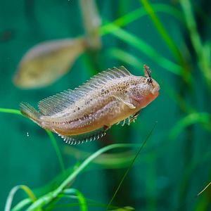 Bay Blenny