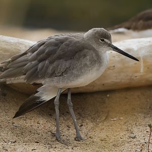 Willet