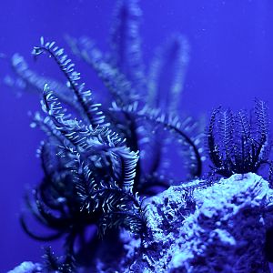 Green Crinoid Feather Stars