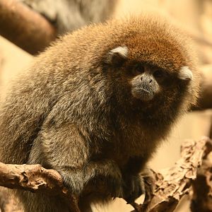 Tropic Zone - Bolivian Gray Titi (Plecturocebus donacophilus)