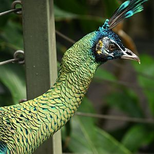 Tropic Zone - Green Peafowl (Pavo muticus)