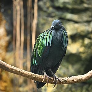 Tropic Zone - Nicobar Pigeon (Caloenas nicobarica)