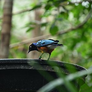 Tropic Zone - Superb Starling (Lamprotornis superbus)