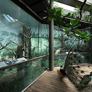 Tropic Zone - Peacock Roadblock