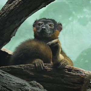 Tropic Zone - Collared Brown Lemur (Eulemur collaris)