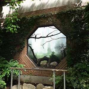 Arctic Zone - Red-billed Blue-Magpie (Urocissa erythroryncha) Exhibit
