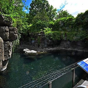 Arctic Zone - Harbor Seal (Phoca vitulina) Exhibit