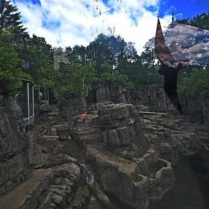Arctic Zone - Grizzly Bear (Ursus arctos horribilis) Exhibit