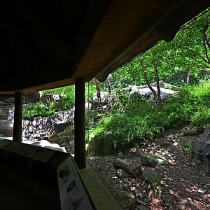 Temperate Territory - Snow Leopard (Panthera uncia) Exhibit